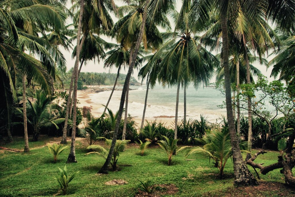 sri lanka palmtrees with sea side (1)